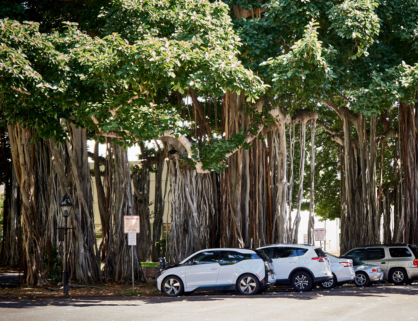 Banyan Tree // Honolulu