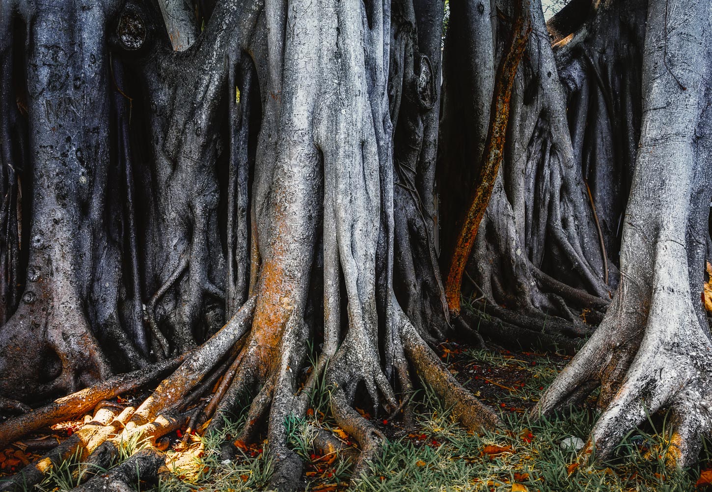 ~~ Banyan Trees ~~