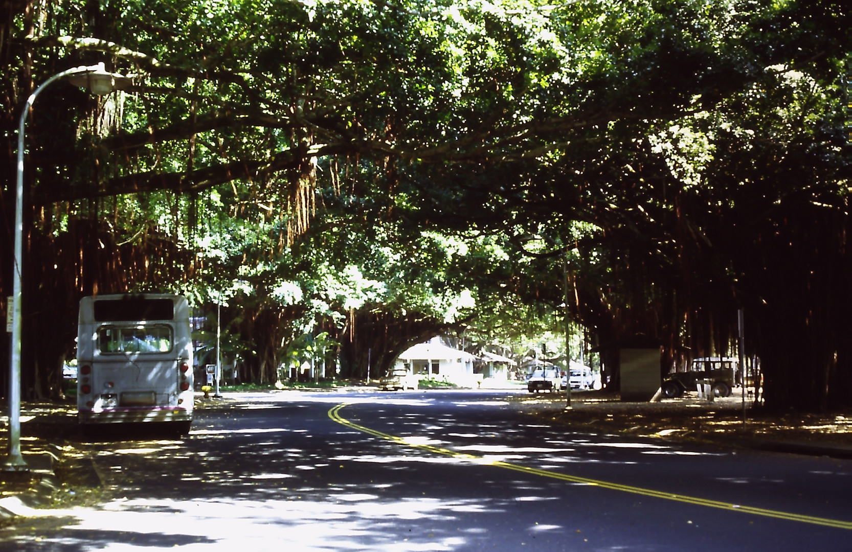 Banyan Trees in Hilo,HI