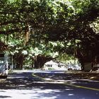 Banyan Trees in Hilo,HI