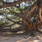 Banyanbaum in Pindaya, Burma