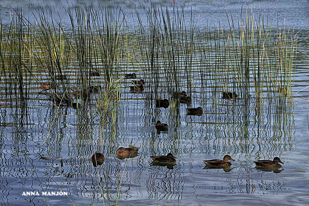 Banyoles