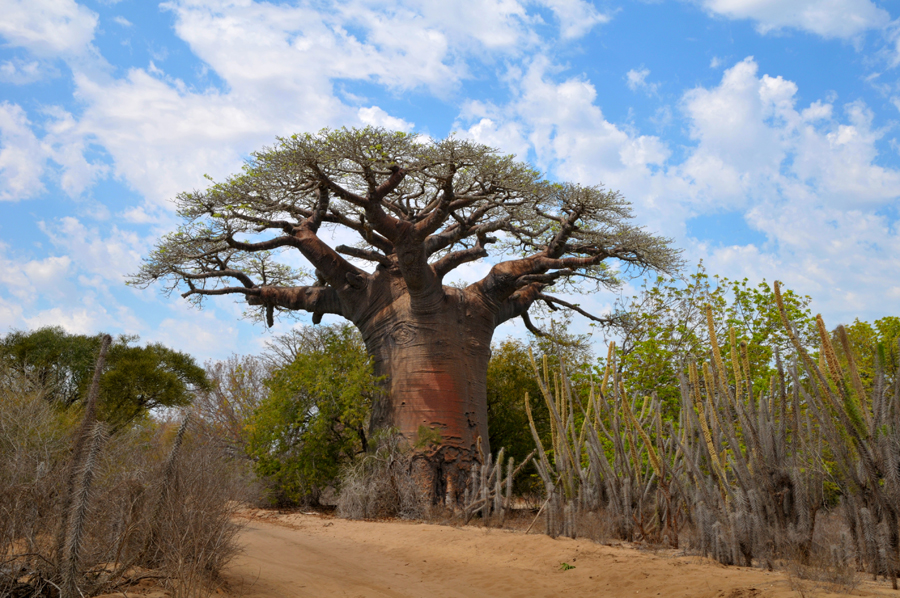 Bao-Bab in Madagaskar