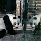 Bao Bao