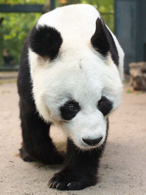 Bao Bao