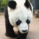 Bao Bao