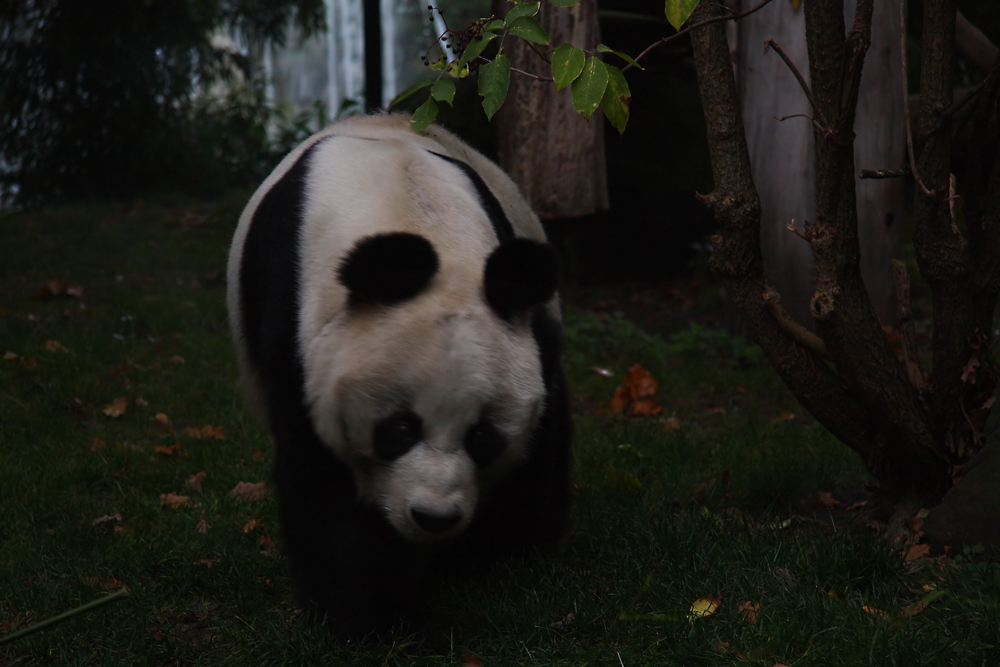 Bao Bao