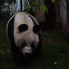 Bao Bao