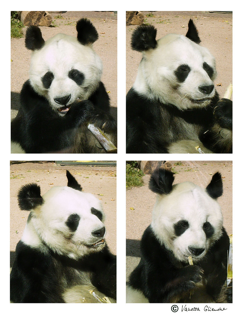 Bao Bao