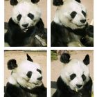 Bao Bao