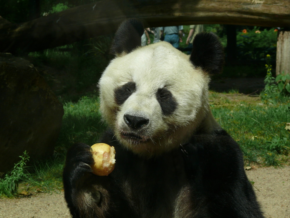 Bao Bao, Berliner Bär???