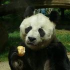 Bao Bao, Berliner Bär???