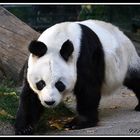 Bao Bao der Pandabär .