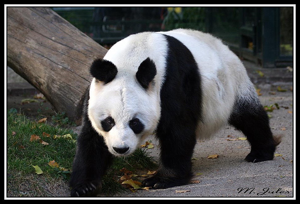 Bao Bao der Pandabär .
