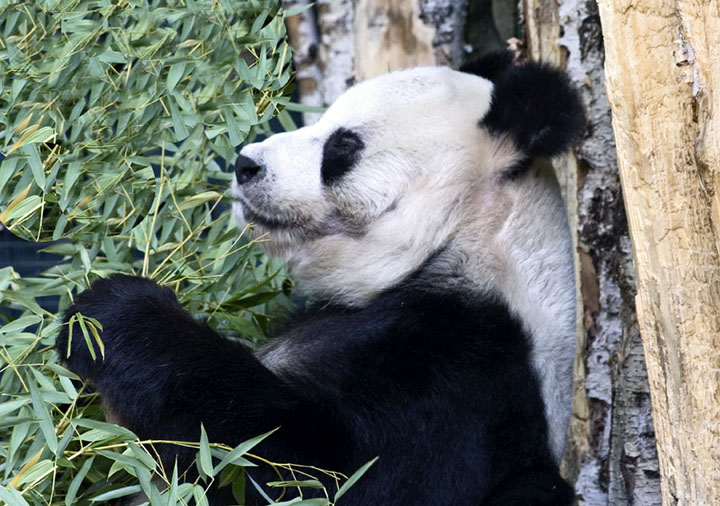 ...Bao Bao