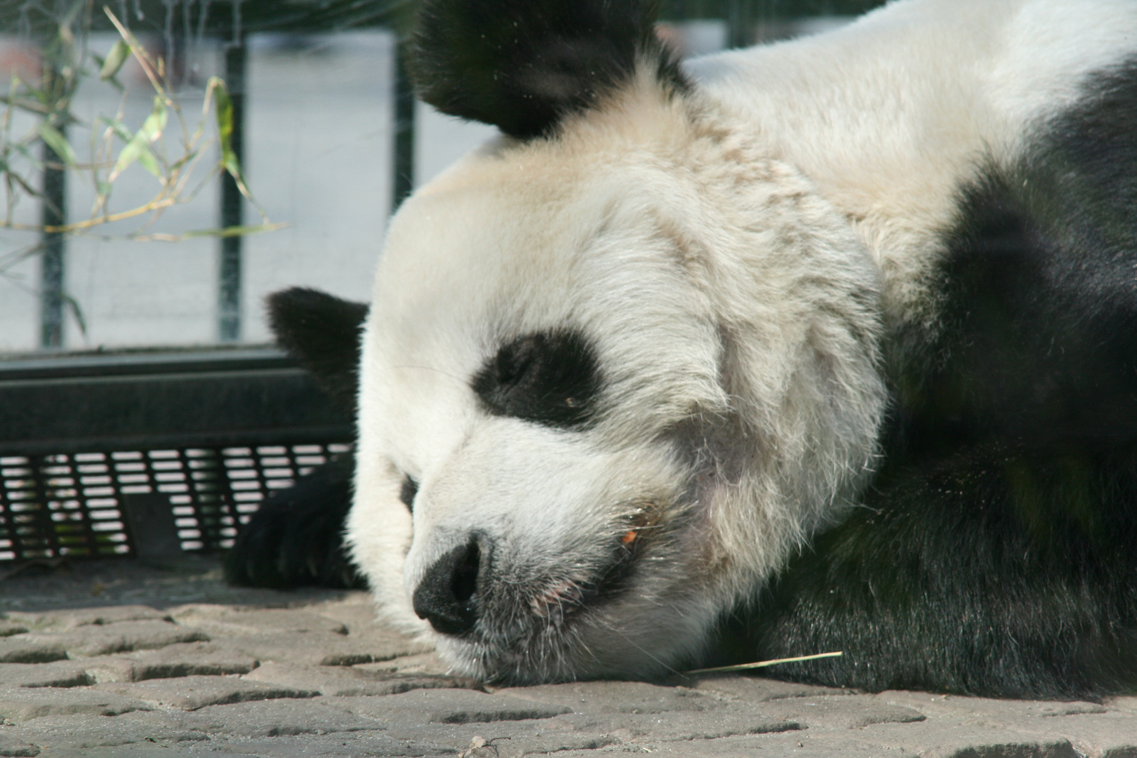 Bao Bao -leider verstorben-