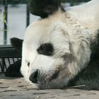 Bao Bao -leider verstorben-