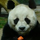 Bao Bao, Pandabär aus dem Berliner Zoo