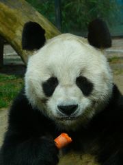 Bao Bao, Pandabär aus dem Berliner Zoo