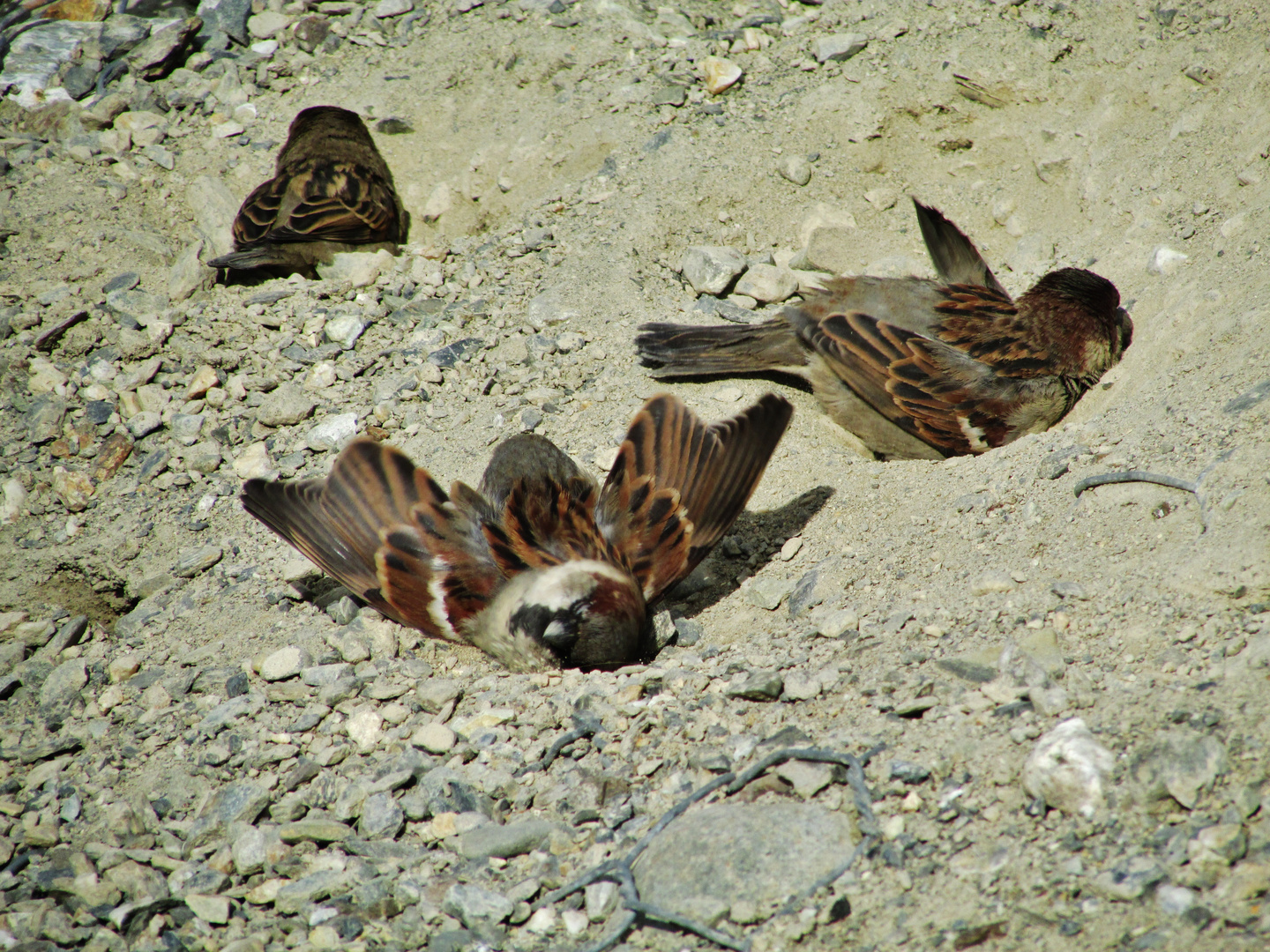 Baño de gorriones II