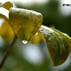 BAÑO DE LLUVIA....