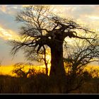 Baoab im Sonnenuntergang