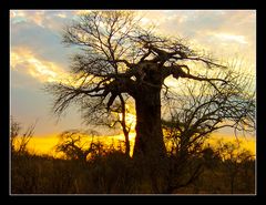 Baoab im Sonnenuntergang