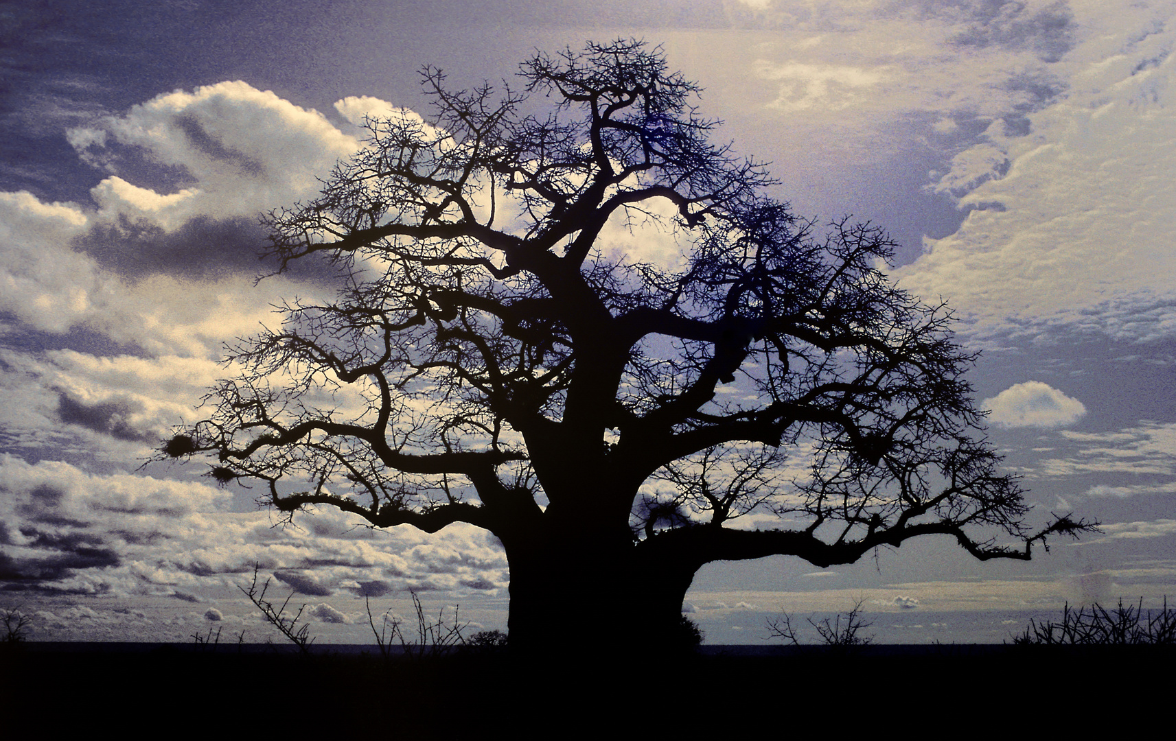 Baoba oder Affenbrotbaum