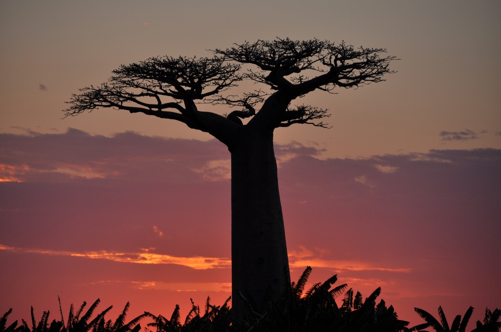 Baobab