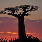 Baobab