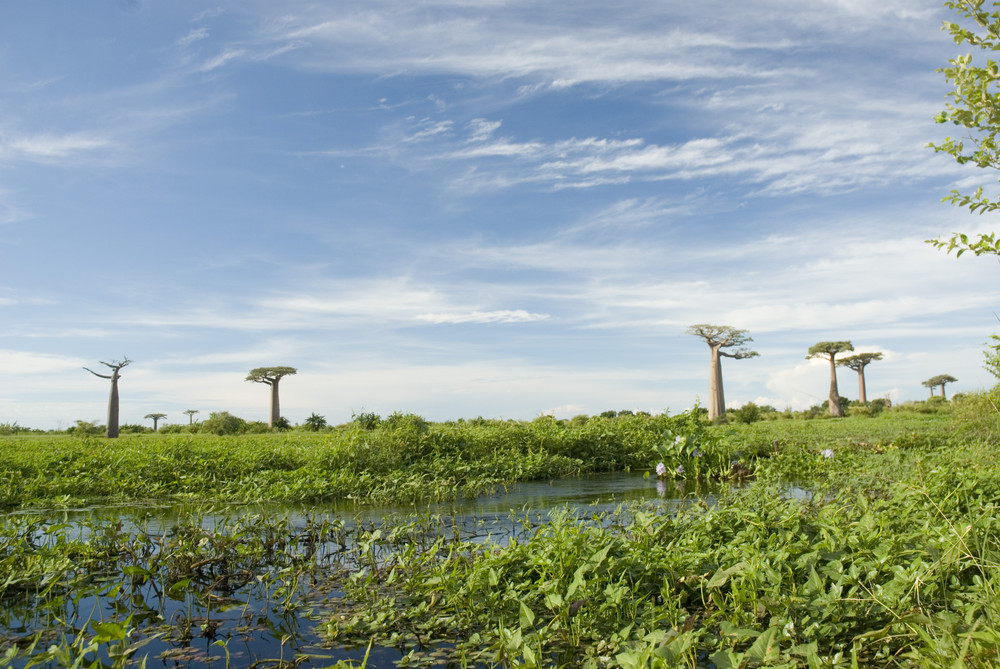 Baobab