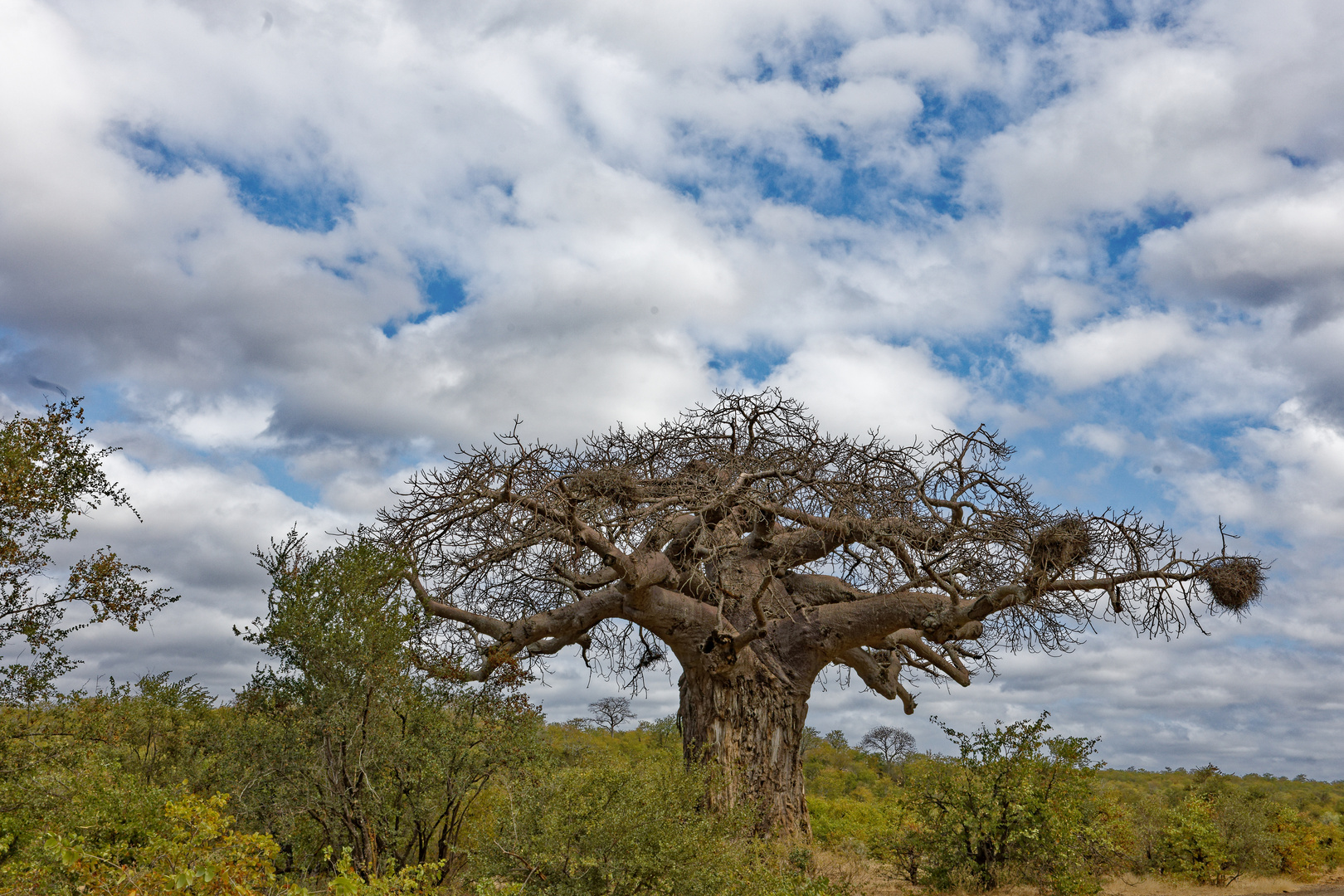 Baobab