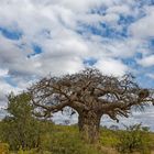 Baobab