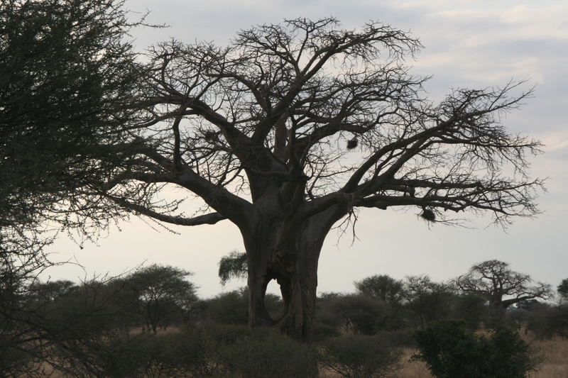 Baobab