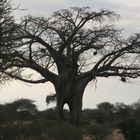 Baobab