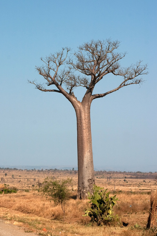 *Baobab 2*