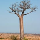 *Baobab 2*