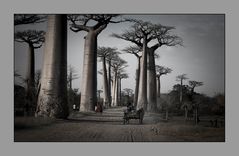 Baobab 2