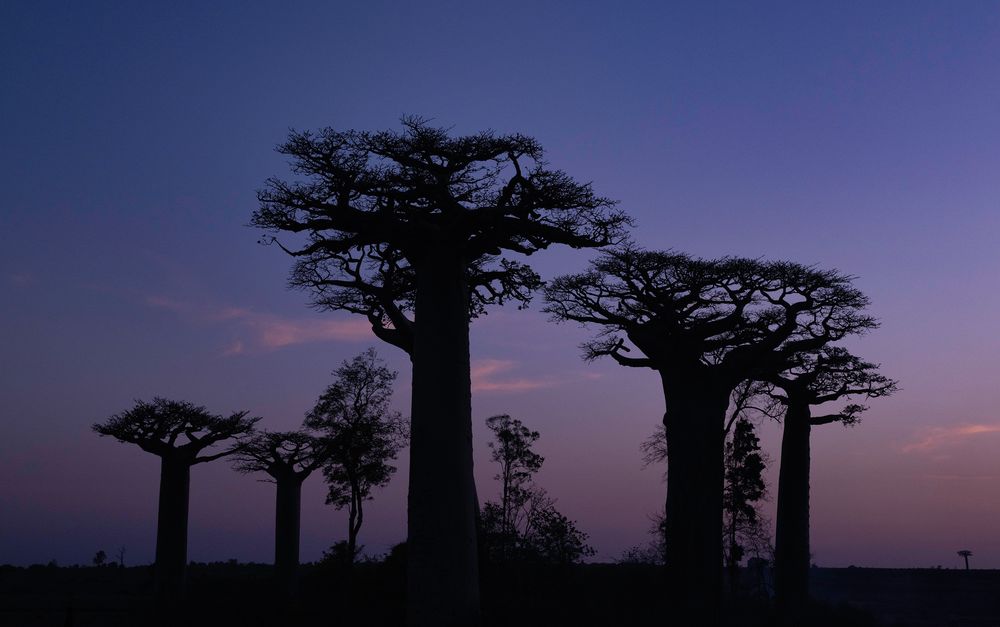 BAOBAB 