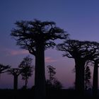 BAOBAB 