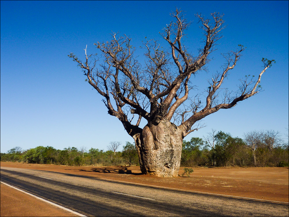 Baobab