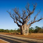 Baobab