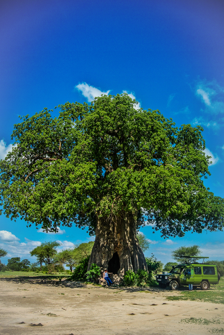 Baobab