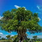 Baobab