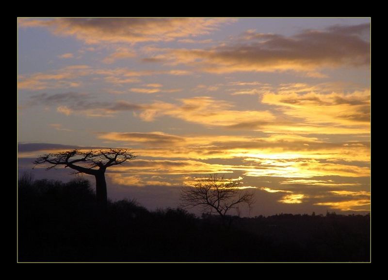 baobab