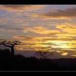 baobab