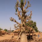 Baobab