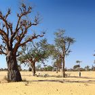 Baobab