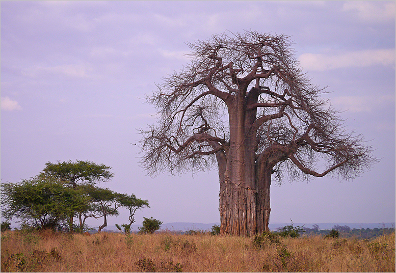 Baobab...