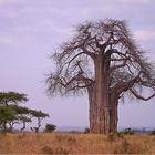 Baobab...